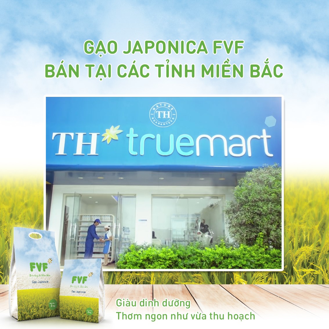 Gạo Japonica FVF TH - Vị Dẻo Thơm Ăn Rất Ngon
